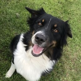 Lucy - Australian Shepherd