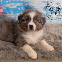 Porsche - Blue merle Australian Shepherd puppy in Fultonville, New York from Sandy Aussies & Pomeranians