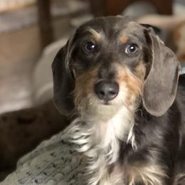 Dachshunds from Dachshund Dreams