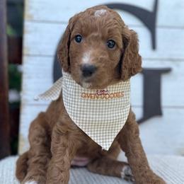 Peach Collar Girl - Red  Goldendoodle puppy in Los Alamitos, California from Given Doodles