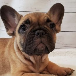 French Bulldogs from Fire Cross French Bulldogs