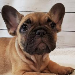 French Bulldogs from Fire Cross French Bulldogs
