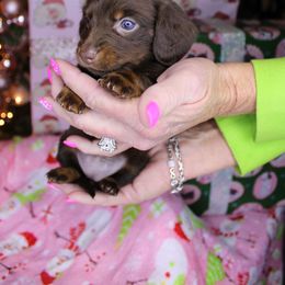 Girl 3 - Chocolate and tan female Dachshund puppy in Swansea, South Carolina from Miniature Dachshunds of Happy Town