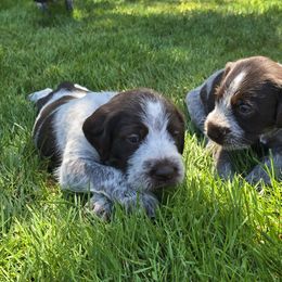 German Wirehaired Pointer Puppies from Paulette Gamroth's German Wirehaired Pointers
