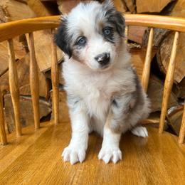 Socks - Blue merle female Australian Shepherd puppy in Hillsboro, Oregon from A&D Australian Shepherds