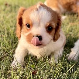 Cavalier King Charles Spaniel Puppies from Strawberry Hill Cavaliers