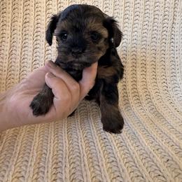Jasmine - Phantom female Maltipoo puppy in New Port Richey, Florida from Toy Poodles And Maltese Of Florida
