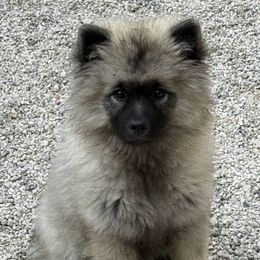 Keeshond puppies from Peregrine Keeshond
