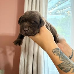 Pink girl - Chocolate female Labrador Retriever puppy in Conway, Missouri from Ozark Mountain Kennel
