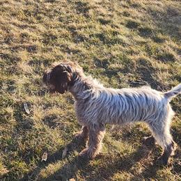 1 - Brown and gray male Wirehaired Pointing Griffon puppy in Clear Spring, Maryland from Moonshine's Wirehaired Pointing Griffons