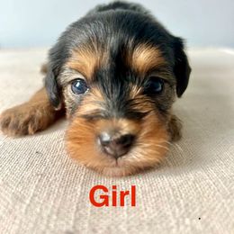 Ruby - Black and gold female Yorkipoo puppy in New Britain, Connecticut from Goldendoodles Yorkiepoo Stars CT