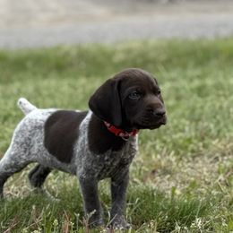 Boy 2 - Liver and white male German Shorthaired Pointer puppy in Laurel, Montana from Upland Points Gun Dogs
