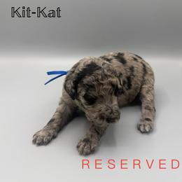 Kit-Kat - Blue merle female Aussiedoodle puppy in Paragould, Arkansas from AC Doodles & Corgis