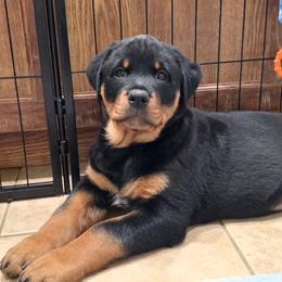 Girl 1 - female Rottweiler puppy in Edmond, Oklahoma from Noble Oak Rottweilers