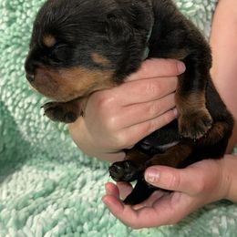 Blue boy - Black and mahogany male Rottweiler puppy in Lyons, Indiana from White River Rottweilers