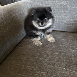 Bruiser - Black and tan male Pomeranian puppy in Boaz, Alabama from Moody’s Poms