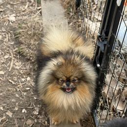 Amara - Pomeranian