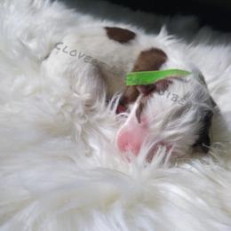 Charlie Brown - Siberian Husky puppy in Dunnellon, Florida from Clover's Legacy Siberians