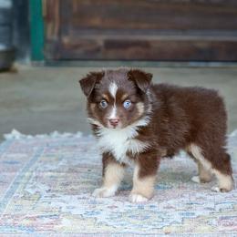 Gimlet - Red tri female Miniature Australian Shepherd puppy in Prague, Oklahoma from Clay Creek Aussies