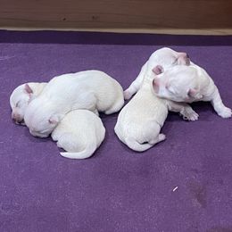 Girl 1 - White female West Highland White Terrier puppy in Idabel, Oklahoma from Ravens Nest Westies