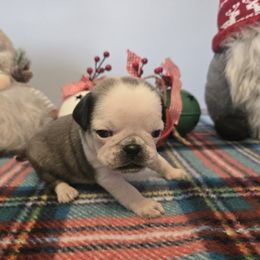 Girl 3 - Brindle female Pug puppy in Auburn, Kentucky from Prentice Family Pugs, Bugs & Corgis