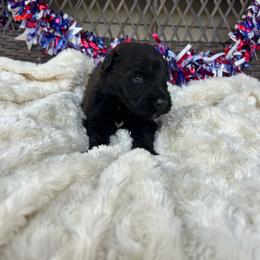 Jaxson - Black male Bouvier des Flandres puppy in Buffalo, Missouri from Noble Bouviers