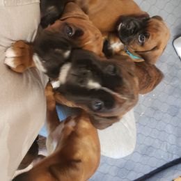 Boxer Puppies from SmashBox Kennel