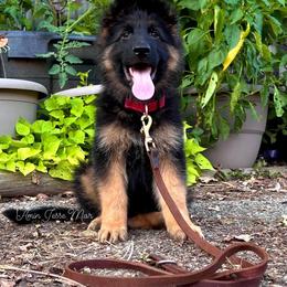German Shepherd Puppies from Tabor Springs GSD