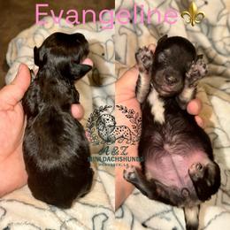 Evangeline - Black and cream female Dachshund puppy in Hornbeck, Louisiana from A&Z Mini Dachshunds