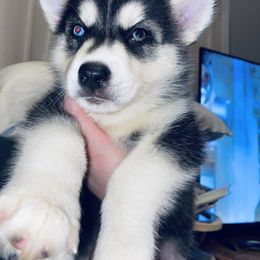 Siberian Husky Puppies from Dances With Huskies