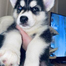 Siberian Husky Puppies from Dances With Huskies