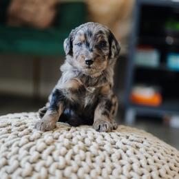 Bernedoodle Puppies from Crown Stephens Family Doodles