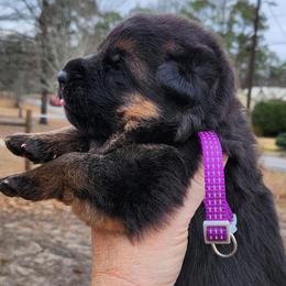 Girl 2 - Black and red female German Shepherd puppy in Roanoke, Alabama from Von Schönen Träumen German Shepherds