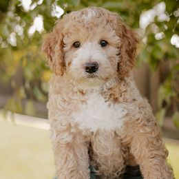 Toffee - Sheepadoodle puppy from Dooling Doodles