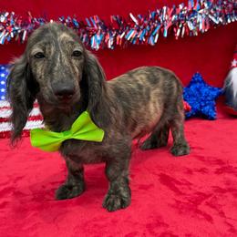 Hugo - Brindle male Dachshund puppy in Lincoln, Arkansas from Red Dirt Dachshunds