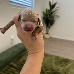 Pink collar - Red  female Goldendoodle puppy in Surprise, Arizona from AZ Ohana Doodles