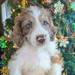 St. Nick - Aussiedoodle puppy from Doodle Mountain