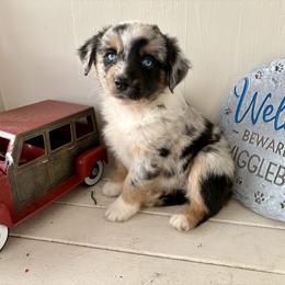 Patrick - Blue merle male Miniature Australian Shepherd puppy in Nashville, Tennessee from Little B’s Aussies