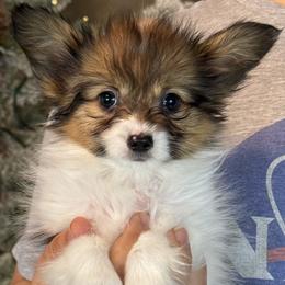 Bagel - White and sable male Papillon puppy in Boardman, Ohio from Taliaferro Kennel