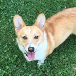 RHETT - Pembroke Welsh Corgi