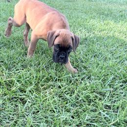 Annabelle - Fawn female Boxer puppy in Sharon, South Carolina from Krepps Legacy Boxers