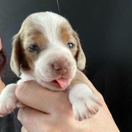 Miami - Dapple female Dachshund puppy in Bigfork, Minnesota from Dachshunds Up North