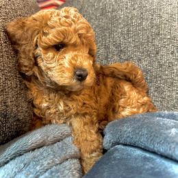 Cavapoo and Poodle Puppies from Quentin