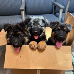 German Shepherd Puppies from AB_Elite_GSD