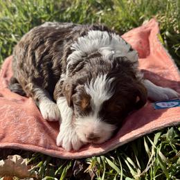 Brownie - Tri-color male Bernedoodle puppy in Springville, Utah from Oodles of Bernedoodles