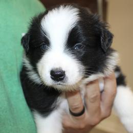 Australian Shepherd Puppies from Crofford’s Pretty Pups
