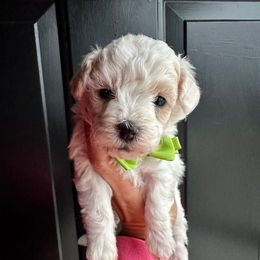 Chance - White male Poodle puppy in Adolphus, Kentucky from Deerly Poodles
