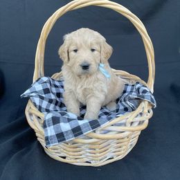 Goldendoodle and Golden Retriever Puppies from Golden Retrievers and Doodles from Heaven