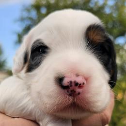 Tri-Male - First Born - Blue belton and tan (tri-color) male English Setter puppy in Boise, Idaho from English Setters of the Eyrie