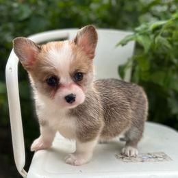 Liberty - Red female Pembroke Welsh Corgi puppy in Hope, Arkansas from Foxy Knoll Farm